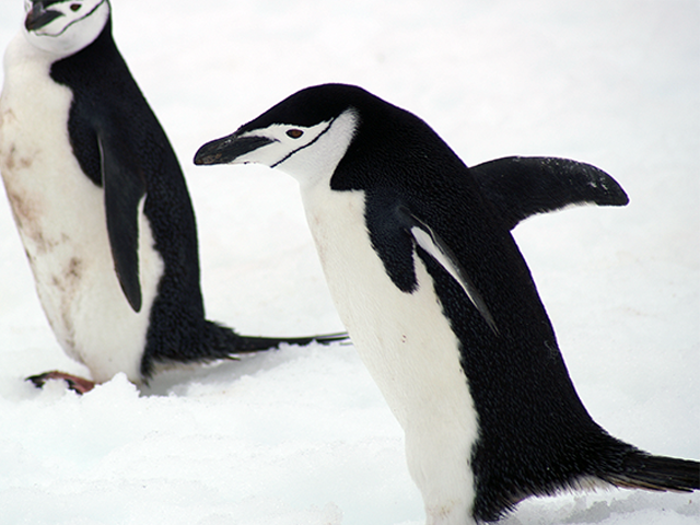 Chinstrap Penguins by Lenare Thompson